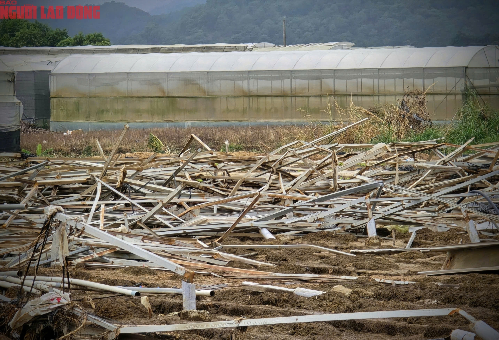 CLIP: Vựa rau lớn nhất Lâm Đồng xác xơ, nông dân mất tiền tỉ sau cơn "đại hồng thủy"- Ảnh 6.