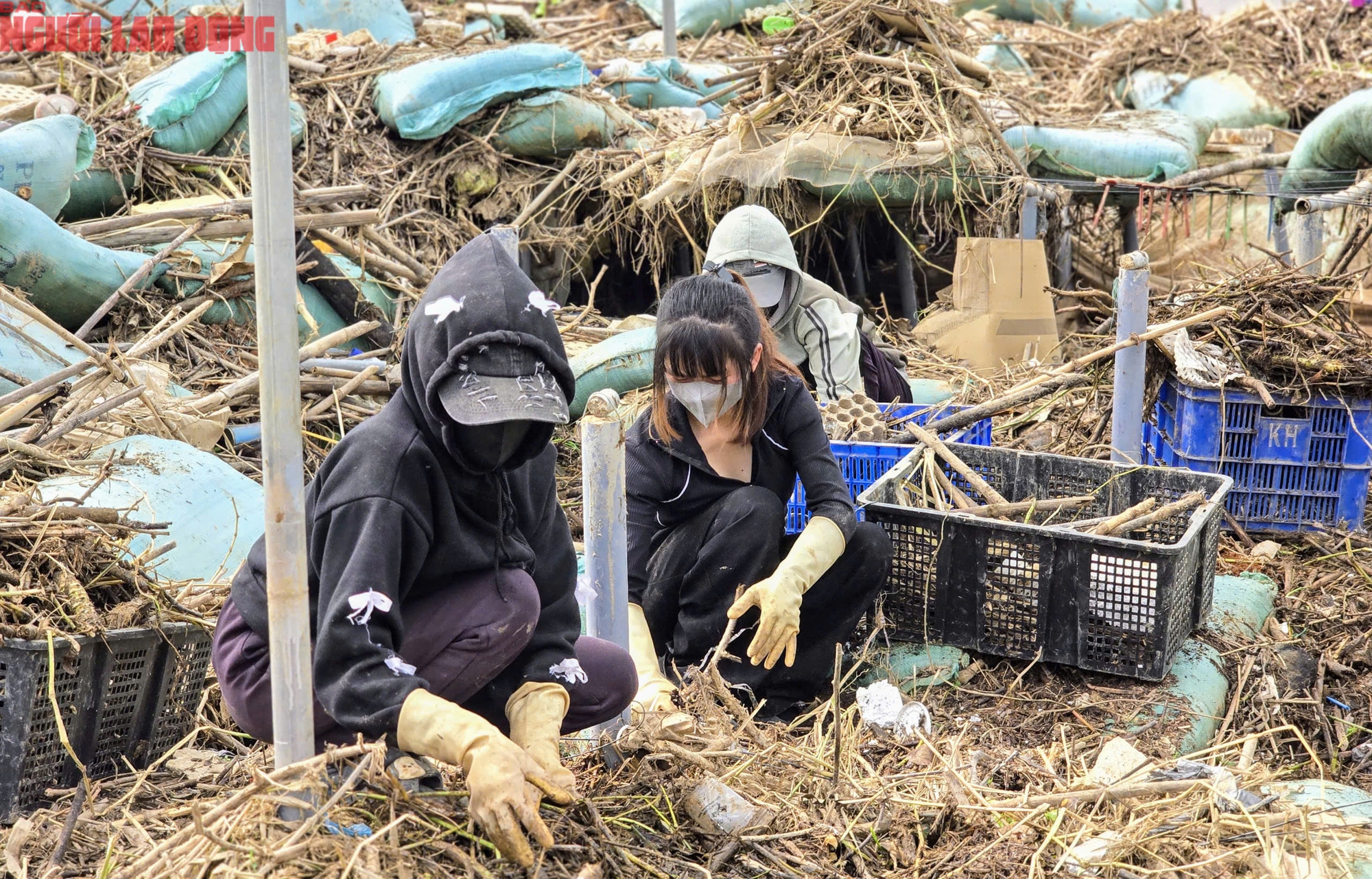 CLIP: Vựa rau lớn nhất Lâm Đồng xác xơ, nông dân mất tiền tỉ sau cơn "đại hồng thủy"- Ảnh 10.