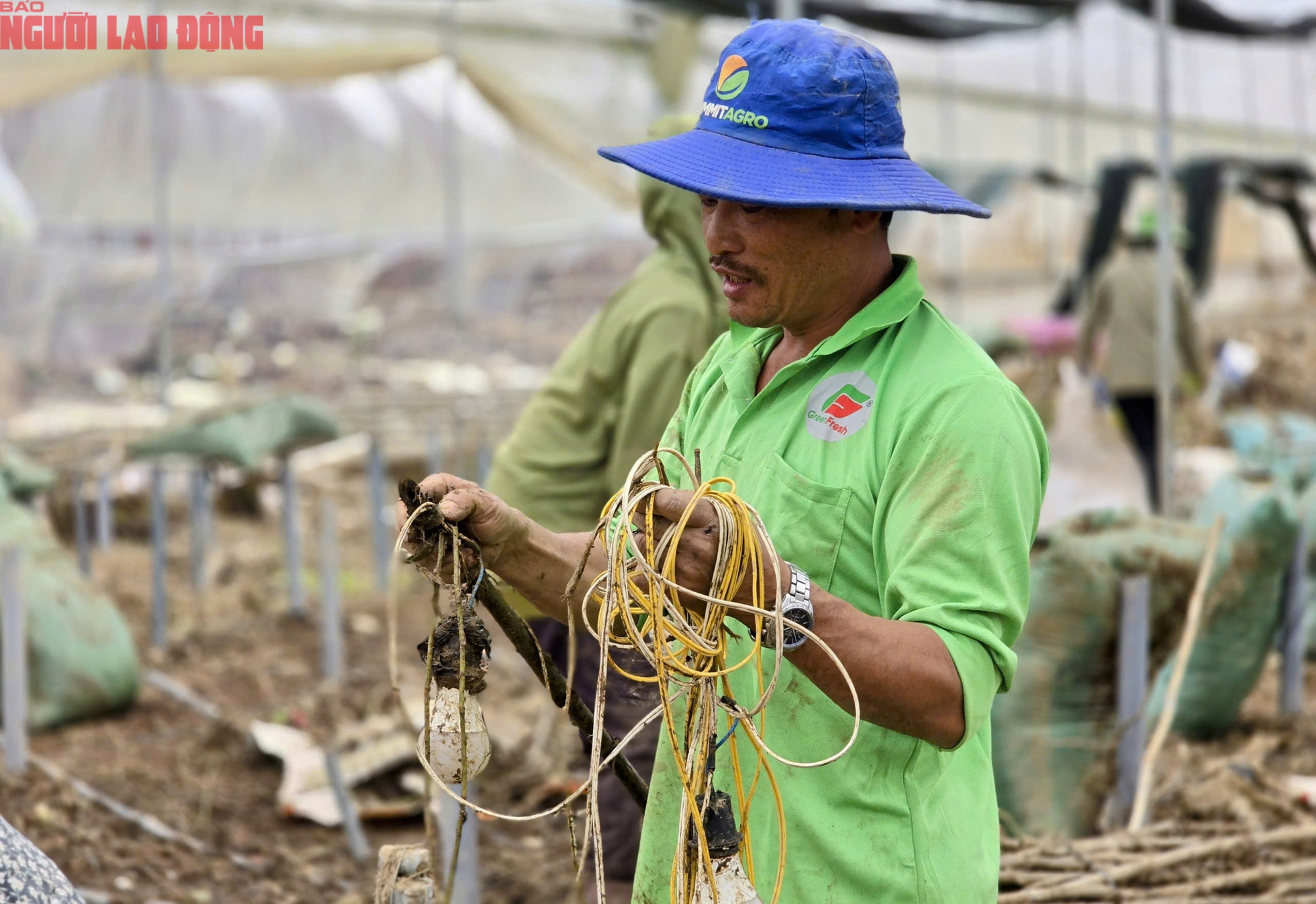 CLIP: Vựa rau lớn nhất Lâm Đồng xác xơ, nông dân mất tiền tỉ sau cơn "đại hồng thủy"- Ảnh 11.