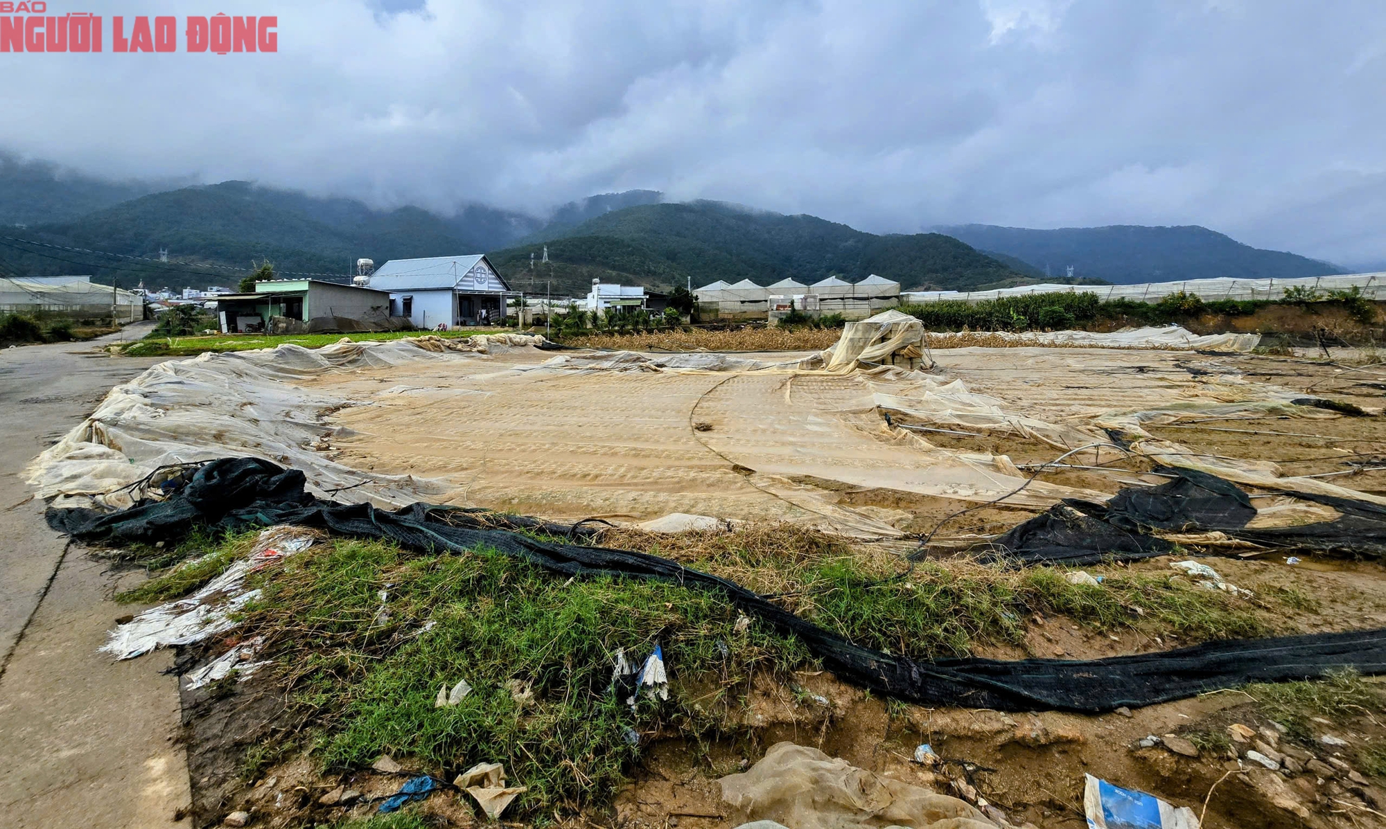 CLIP: Vựa rau lớn nhất Lâm Đồng xác xơ, nông dân mất tiền tỉ sau cơn "đại hồng thủy"- Ảnh 13.
