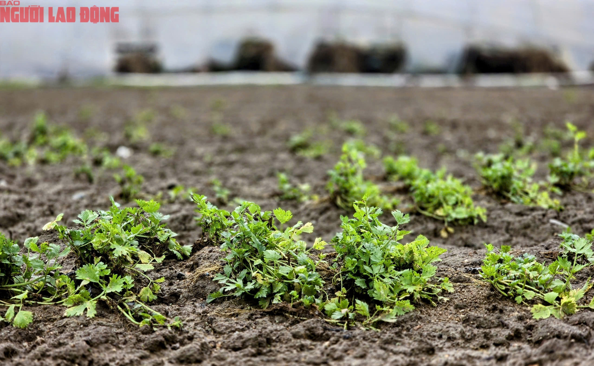 CLIP: Vựa rau lớn nhất Lâm Đồng xác xơ, nông dân mất tiền tỉ sau cơn "đại hồng thủy"- Ảnh 16.