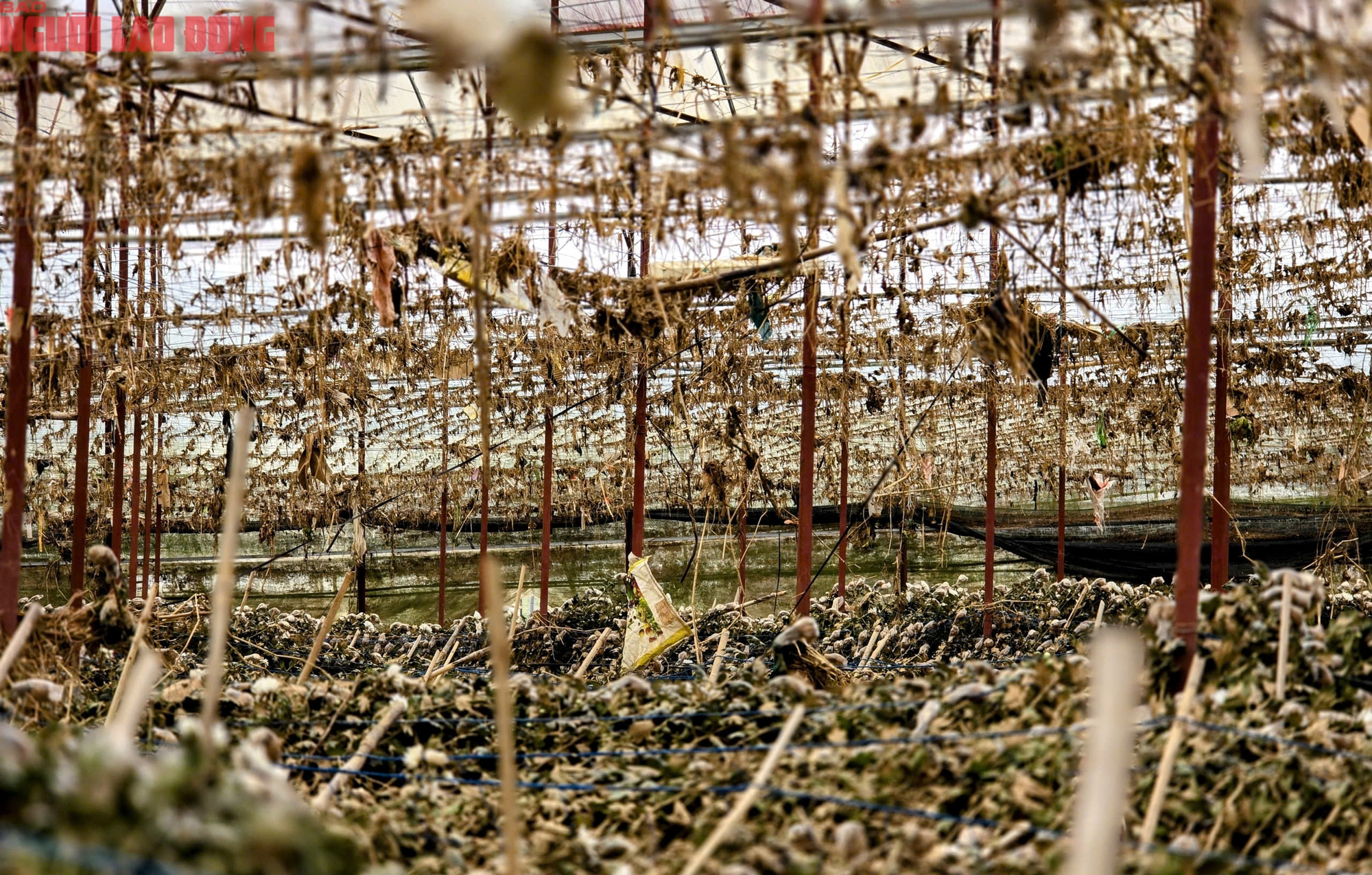 CLIP: Vựa rau lớn nhất Lâm Đồng xác xơ, nông dân mất tiền tỉ sau cơn "đại hồng thủy"- Ảnh 17.