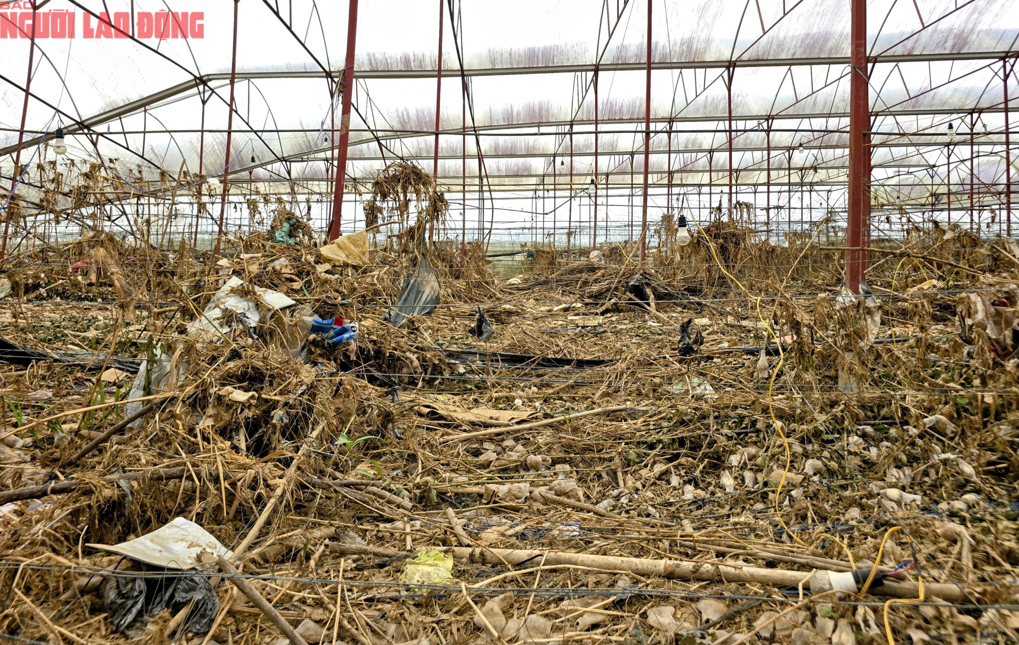 CLIP: Vựa rau lớn nhất Lâm Đồng xác xơ, nông dân mất tiền tỉ sau cơn "đại hồng thủy"- Ảnh 18.