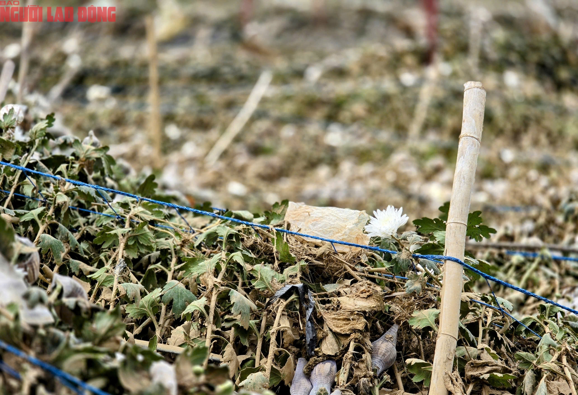 CLIP: Vựa rau lớn nhất Lâm Đồng xác xơ, nông dân mất tiền tỉ sau cơn "đại hồng thủy"- Ảnh 19.