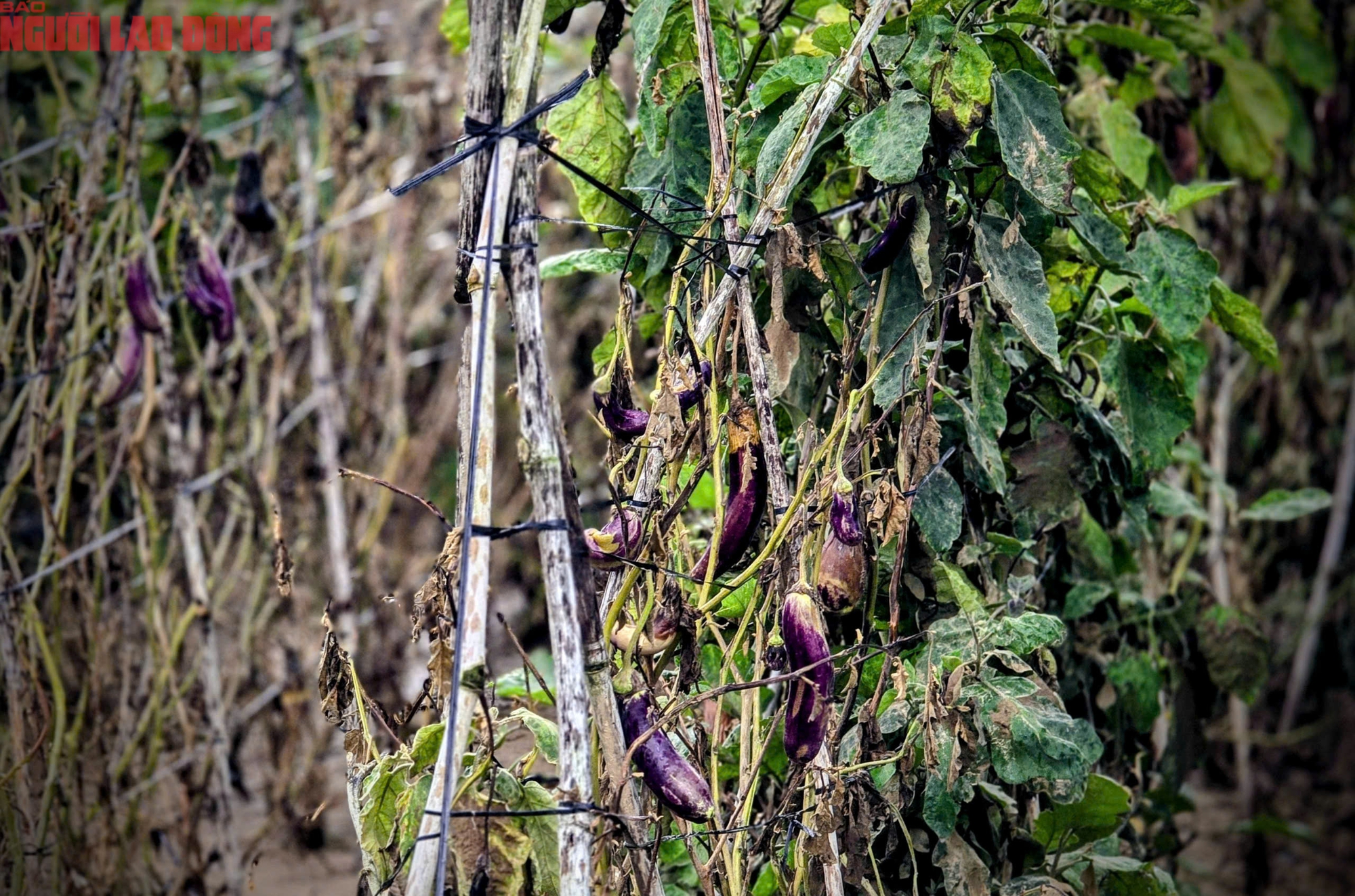 CLIP: Vựa rau lớn nhất Lâm Đồng xác xơ, nông dân mất tiền tỉ sau cơn "đại hồng thủy"- Ảnh 21.