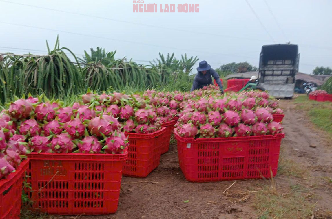 Giá thanh long chong đèn tại Lâm Đồng đạt mức cao nhất nhiều năm- Ảnh 1.