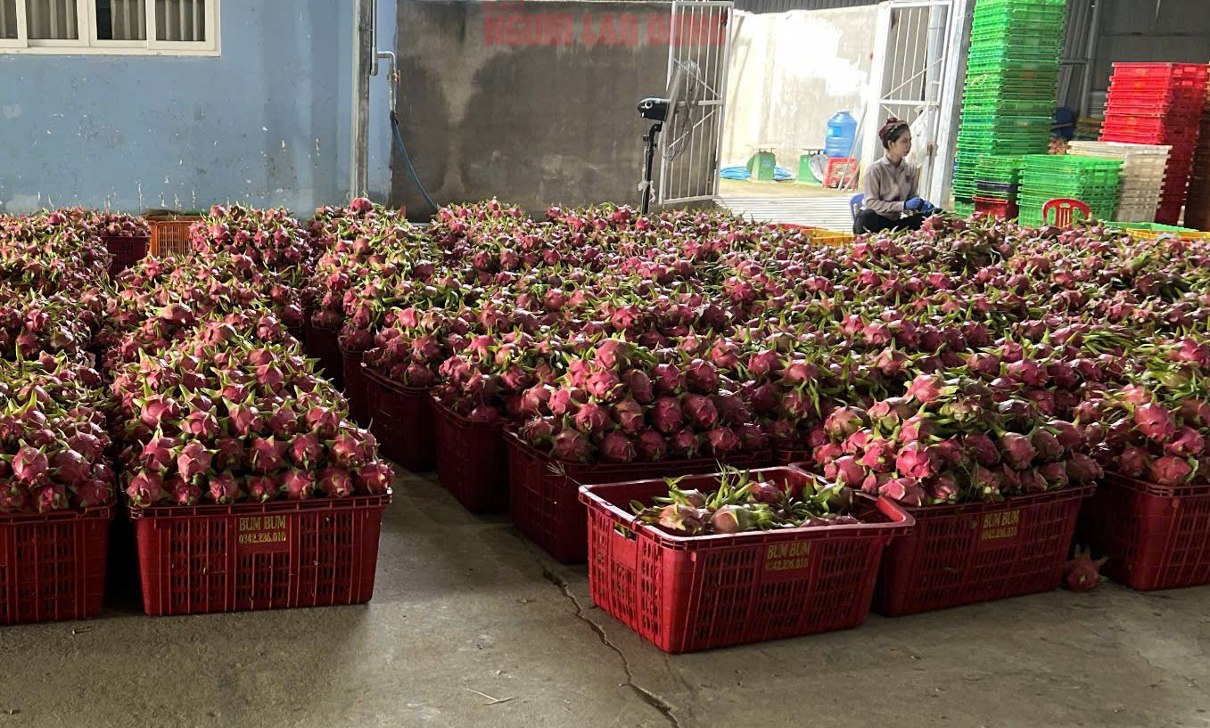 Giá thanh long chong đèn tại Lâm Đồng đạt mức cao nhất nhiều năm- Ảnh 2.