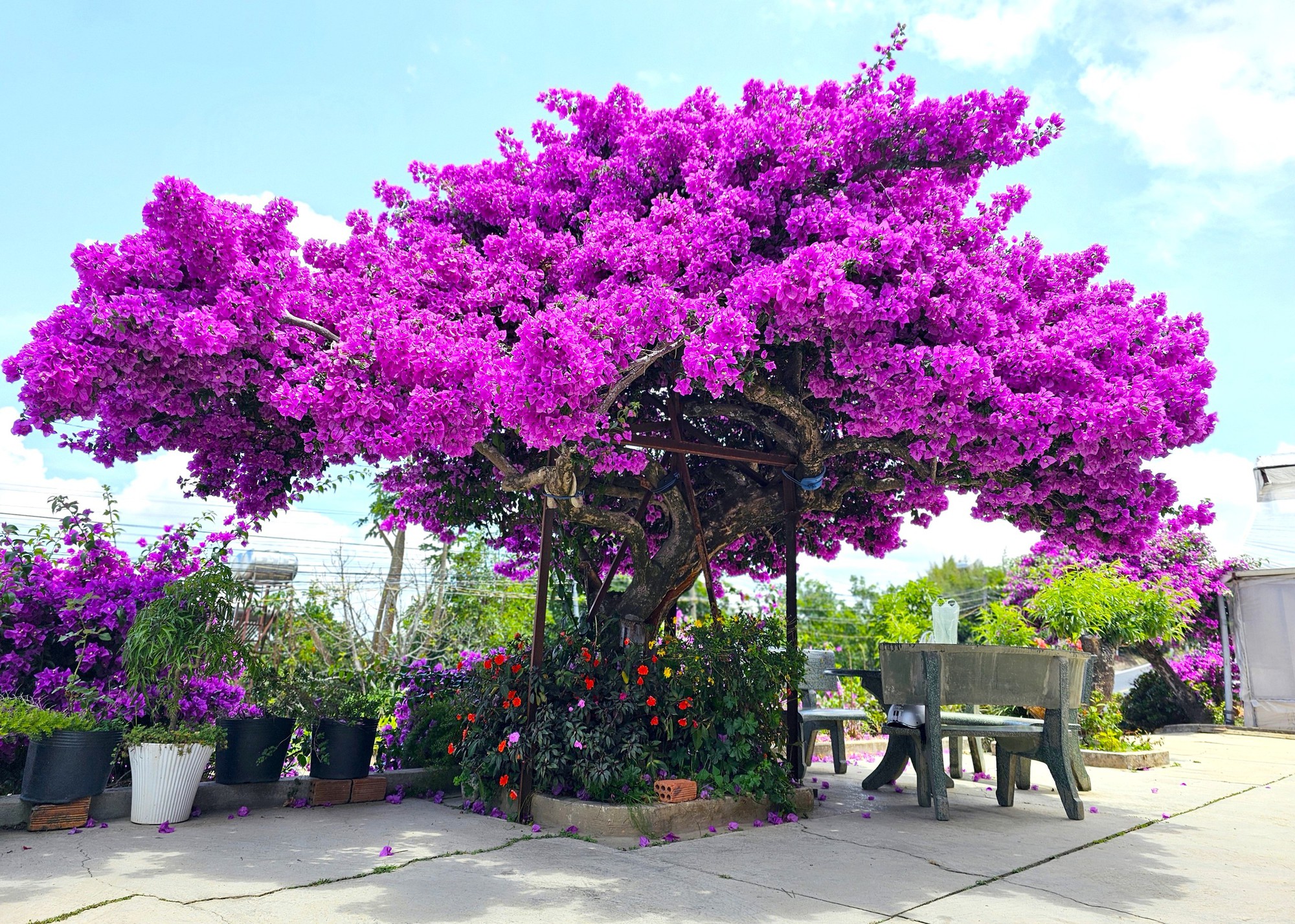 Người xưa dặn: 4 loại hoa chỉ nên để ngoài hiên – mang vào phòng khách là “tán khí, thất lộc”, tài vận xuống dốc lúc nào không hay- Ảnh 1.