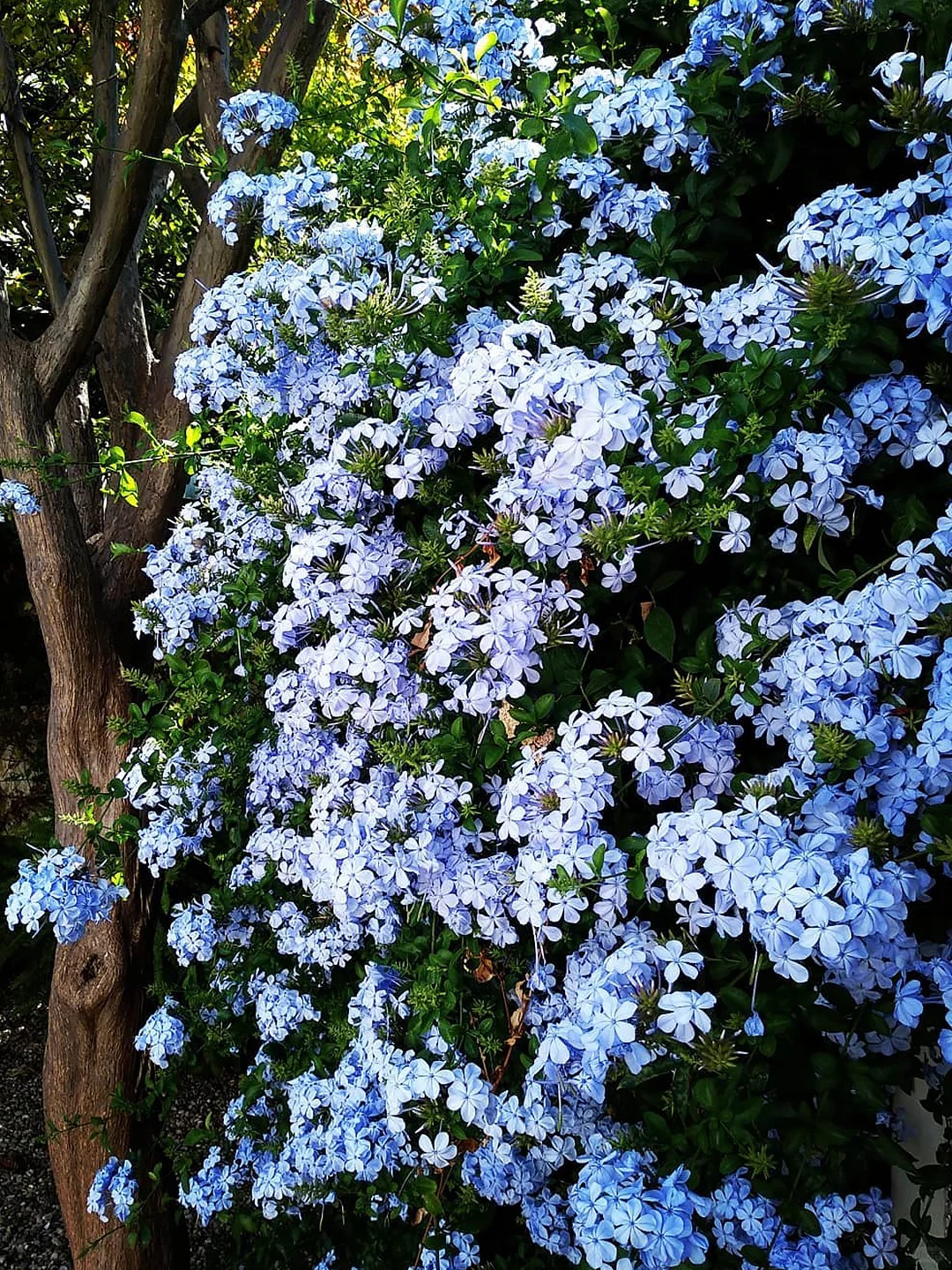 Hoa thanh xà đang được hội mê cây săn lùng: Dễ trồng, dễ “bùng nở”, góc nhà lên hình đẹp như trời Tây- Ảnh 4.