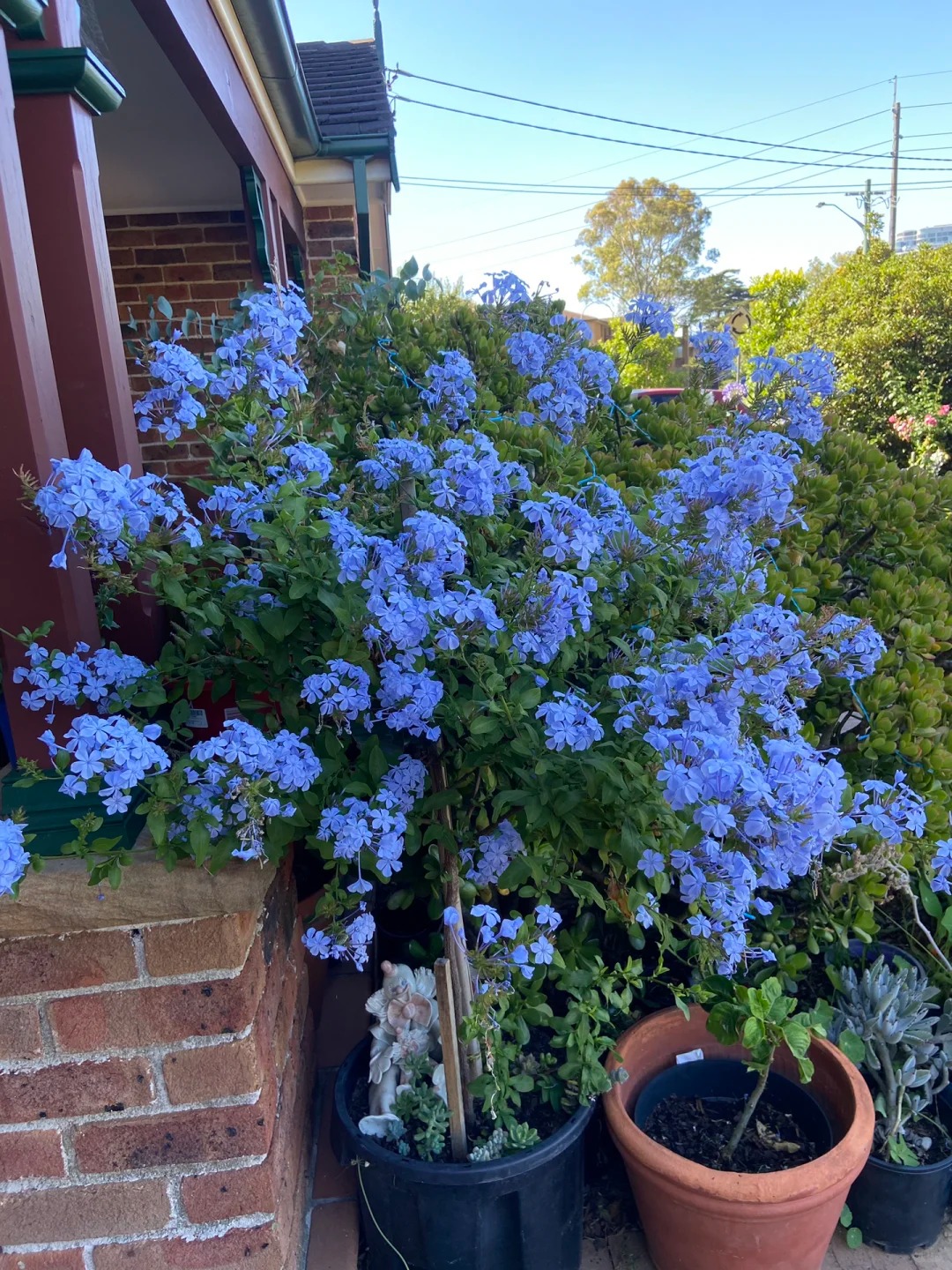 Hoa thanh xà đang được hội mê cây săn lùng: Dễ trồng, dễ “bùng nở”, góc nhà lên hình đẹp như trời Tây- Ảnh 3.