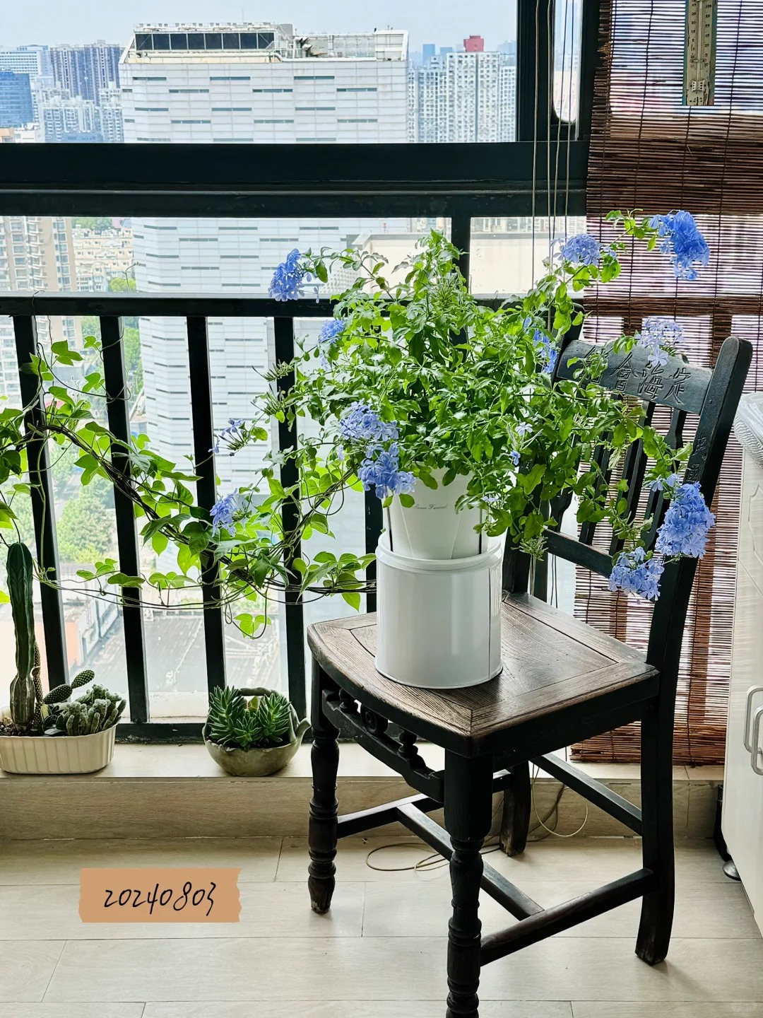 Hoa thanh xà đang được hội mê cây săn lùng: Dễ trồng, dễ “bùng nở”, góc nhà lên hình đẹp như trời Tây- Ảnh 15.