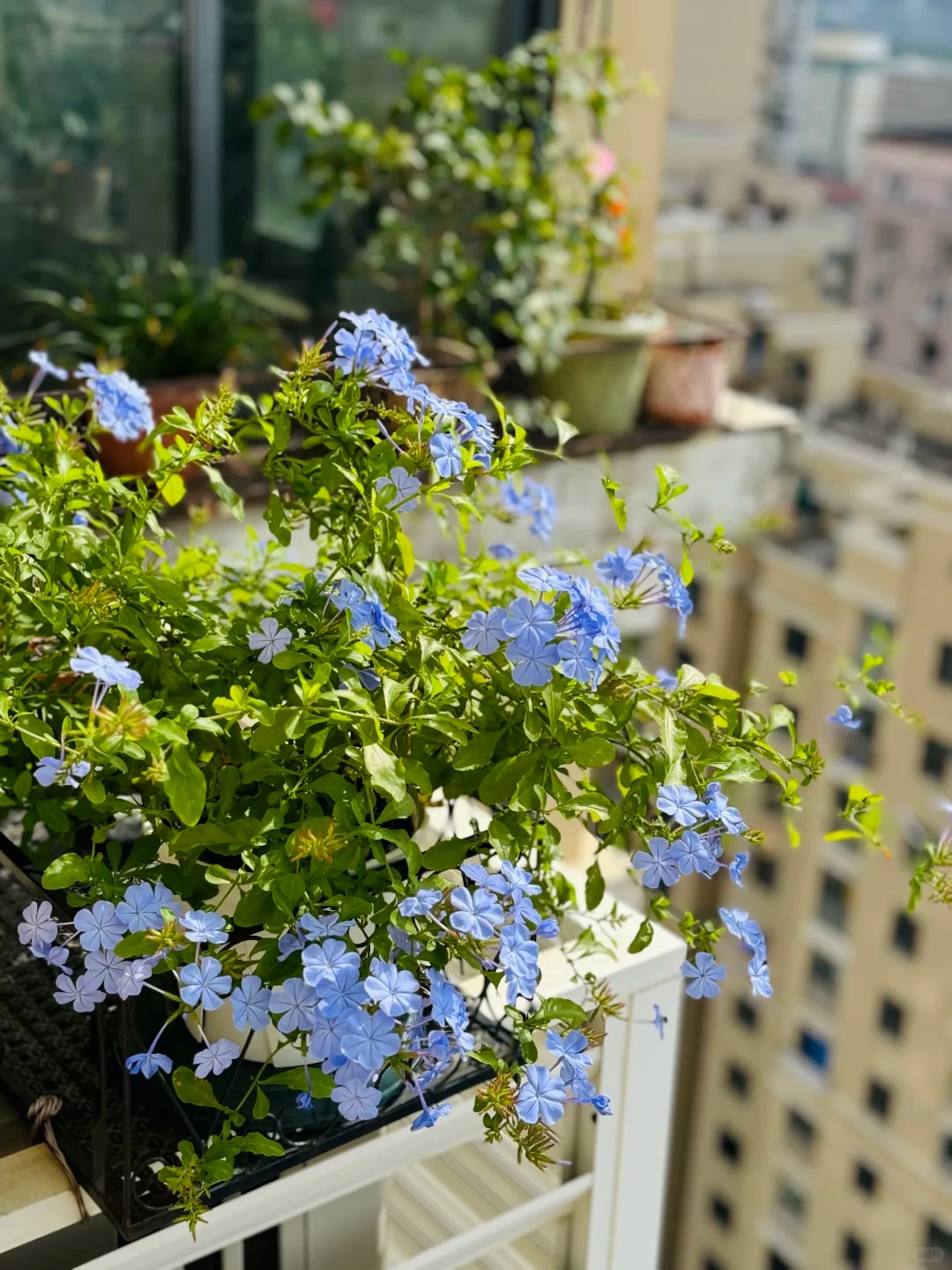 Hoa thanh xà đang được hội mê cây săn lùng: Dễ trồng, dễ “bùng nở”, góc nhà lên hình đẹp như trời Tây- Ảnh 16.