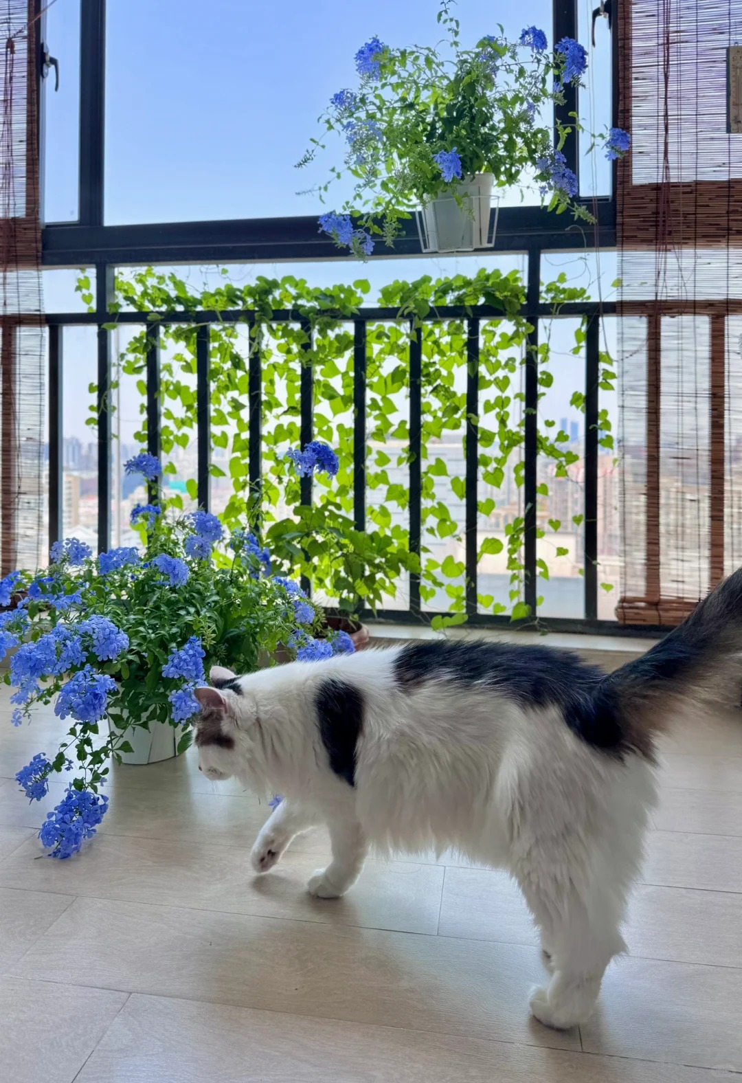 Hoa thanh xà đang được hội mê cây săn lùng: Dễ trồng, dễ “bùng nở”, góc nhà lên hình đẹp như trời Tây- Ảnh 14.