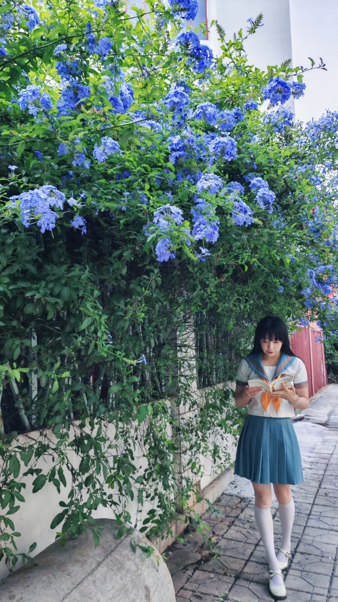 Hoa thanh xà đang được hội mê cây săn lùng: Dễ trồng, dễ “bùng nở”, góc nhà lên hình đẹp như trời Tây- Ảnh 6.