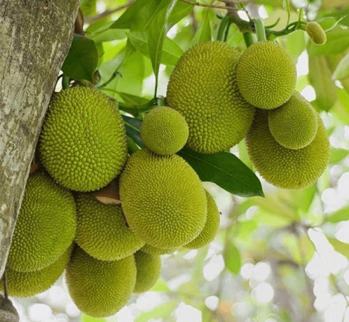 Trong sân mà có 3 cây này thì giữ cho kỹ, chặt đi là mất lộc ngay- Ảnh 2. Trong sân mà có 3 cây này thì giữ cho kỹ, chặt đi là mất lộc ngay- Ảnh 2.