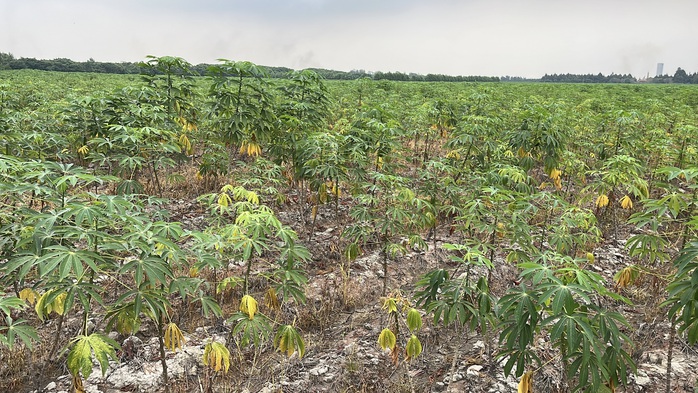 Cận cảnh khu đất giá khởi điểm hơn 5.000 tỉ đồng ở Đồng Nai- Ảnh 9.