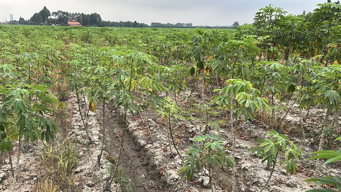 Cận cảnh khu đất giá khởi điểm hơn 5.000 tỉ đồng ở Đồng Nai- Ảnh 10.