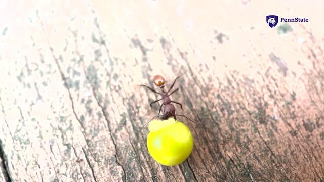 Phát hiện ở sân sau nhà của một cậu bé 8 tuổi đã thực sự thay đổi khoa học mãi mãi- Ảnh 3.