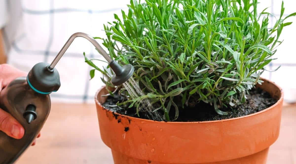 5 loại cây quen thuộc dễ trồng, vừa đuổi muỗi - ruồi, vừa lọc không khí trong nhà- Ảnh 2.