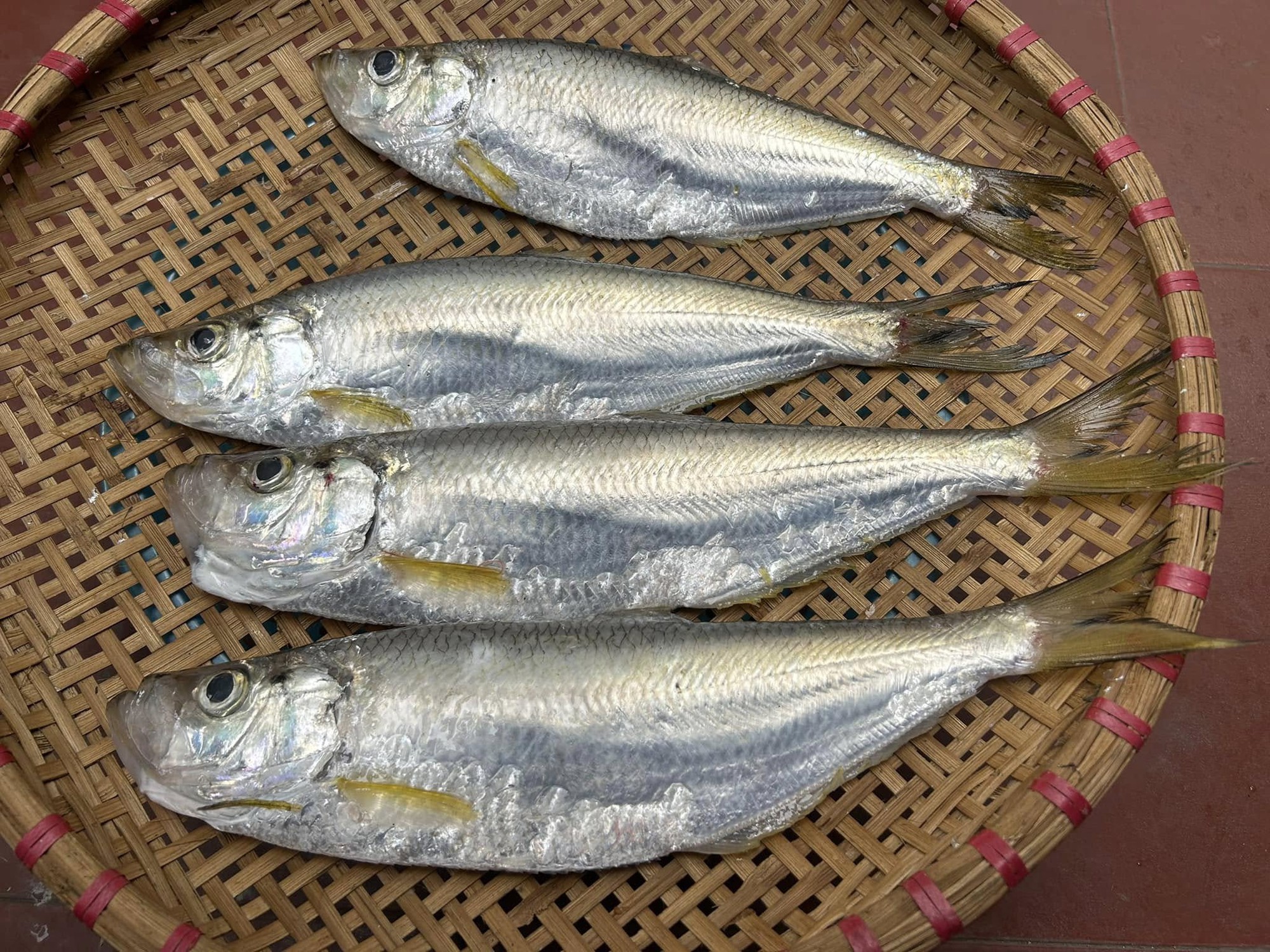 Loại cá được mệnh danh là "tứ quý ngư”, đứng đầu danh sách cá quý mà dân sành ăn săn lùng - Ảnh 1.