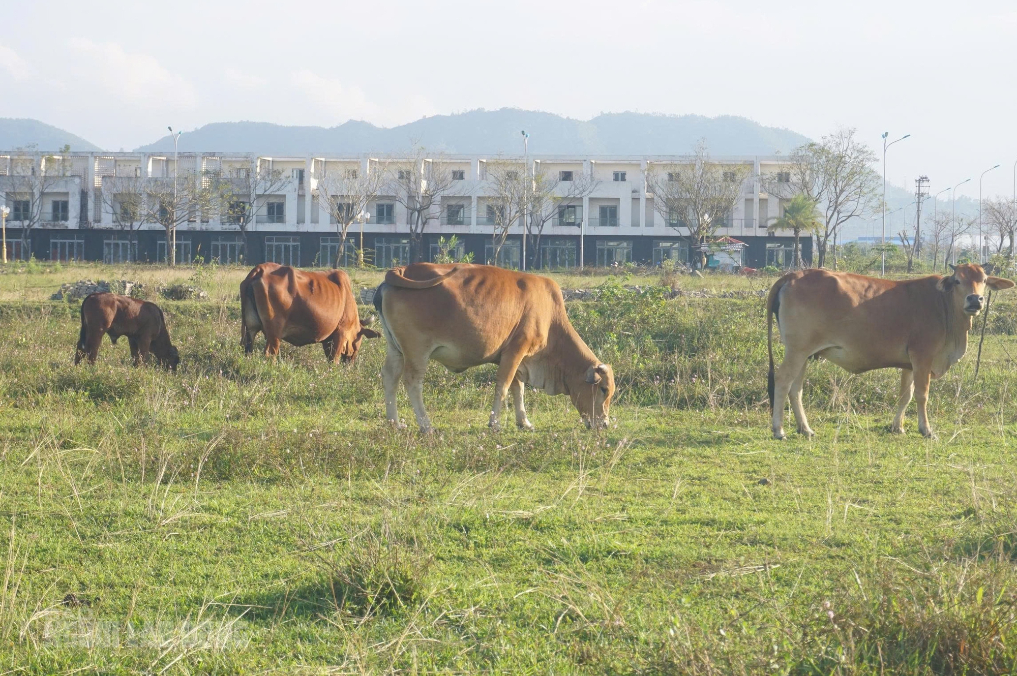 Cảnh hoang hóa tại khu đô thị Golden Hills City Đà Nẵng sau 2 lần Thanh tra - Ảnh 13.