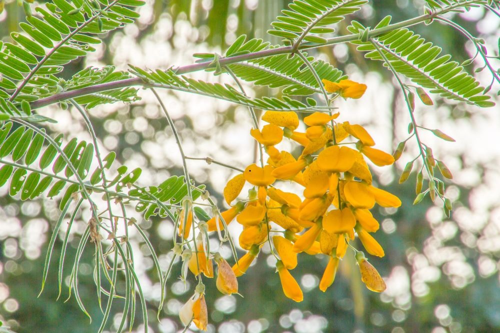 Đặc sản miền Tây: Xưa mọc dại bờ ao, nay thành "lộc trời", hơn 200.000/kg vẫn đầy người mua - Ảnh 1.