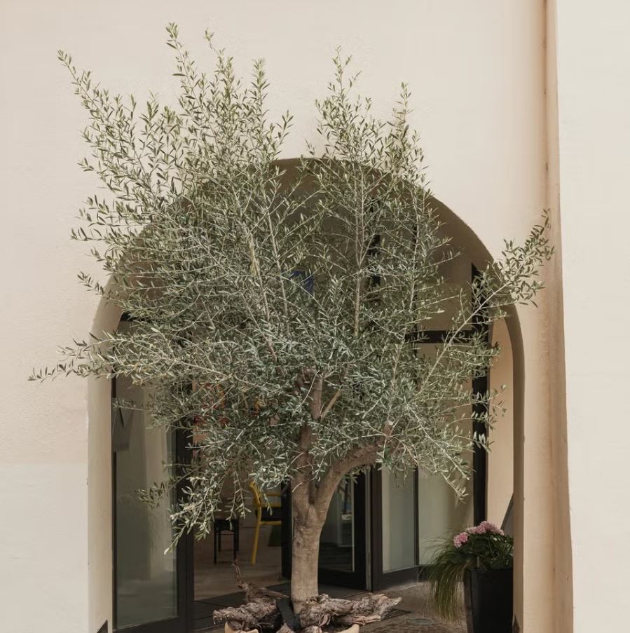 10 loại cây trồng trước nhà cực hợp: Hàng xóm nhìn thấy sẽ phải gọi điện ngay cho bạn- Ảnh 2.