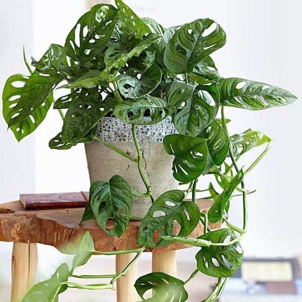 3 loại cây cát lành dễ trồng, đặt góc nào cũng tốt cho sức khỏe- Ảnh 3.