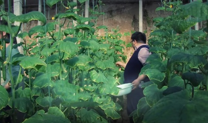 Phát hiện 1 nhân viên ngân hàng bỏ việc lương cao về quê trồng rau, chỉ 1 năm đã thành triệu phú- Ảnh 1.