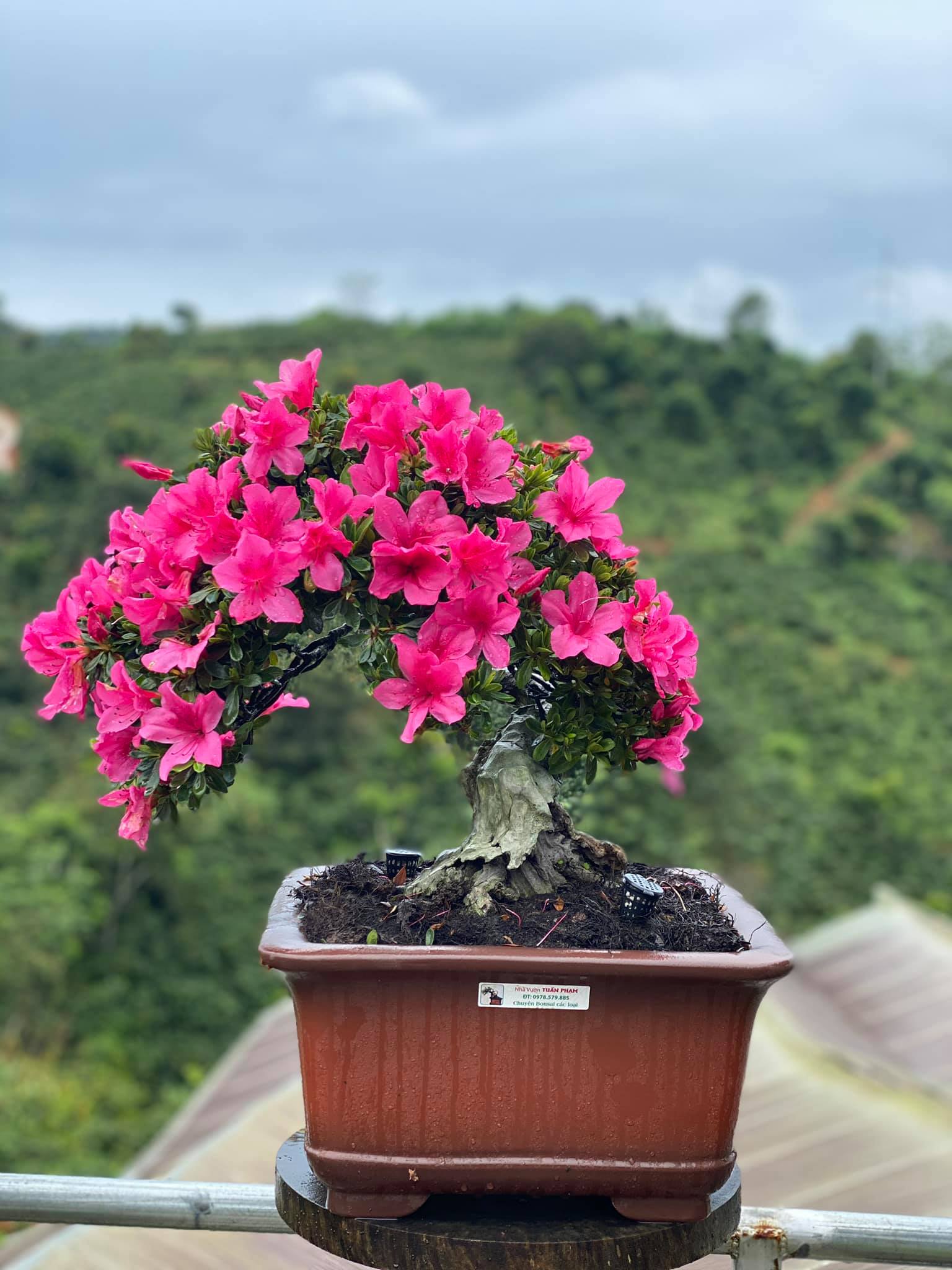 5 loài hoa đẹp nhưng nguy hiểm không nên để ở phòng khách - Ảnh 1.