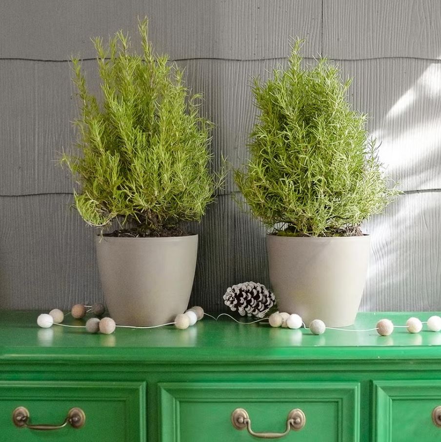 10 loại cây trồng trước nhà cực hợp: Hàng xóm nhìn thấy sẽ phải gọi điện ngay cho bạn- Ảnh 8.