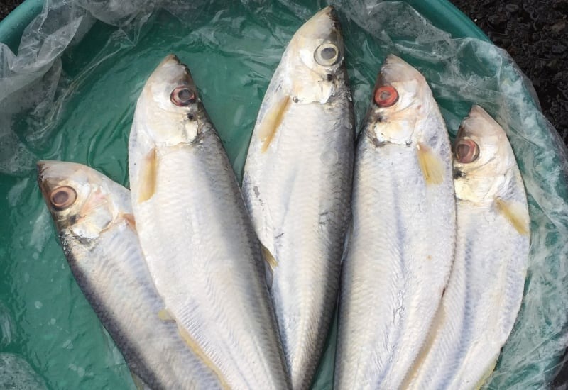 Loại cá được mệnh danh là "tứ quý ngư”, đứng đầu danh sách cá quý mà dân sành ăn săn lùng - Ảnh 2.