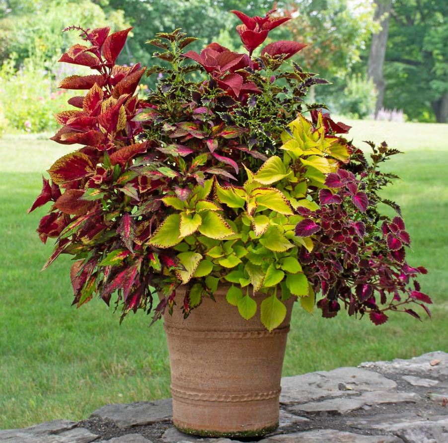 10 loại cây trồng trước nhà cực hợp: Hàng xóm nhìn thấy sẽ phải gọi điện ngay cho bạn- Ảnh 4.