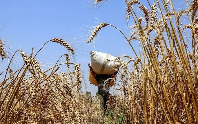 Giá hàng hóa có thể chạm đáy mới vào năm 2026 - Ảnh 1.