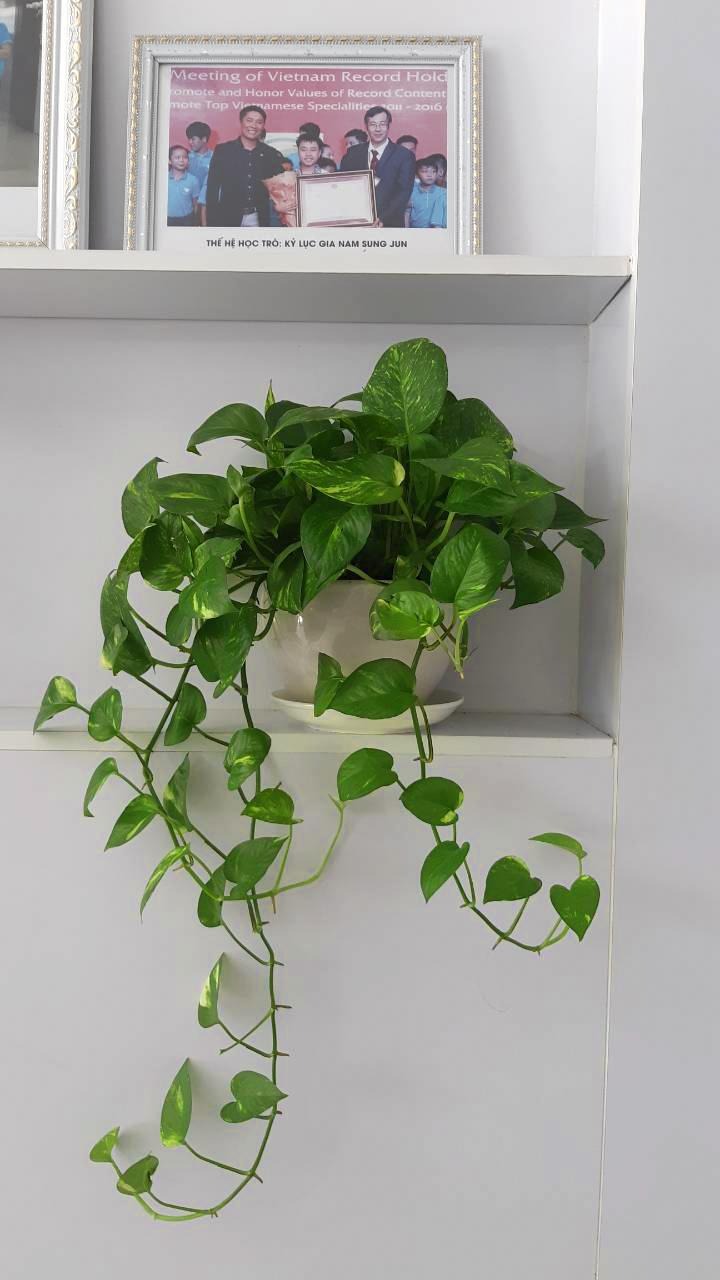 3 loại cây cát lành dễ trồng, đặt góc nào cũng tốt cho sức khỏe- Ảnh 5.