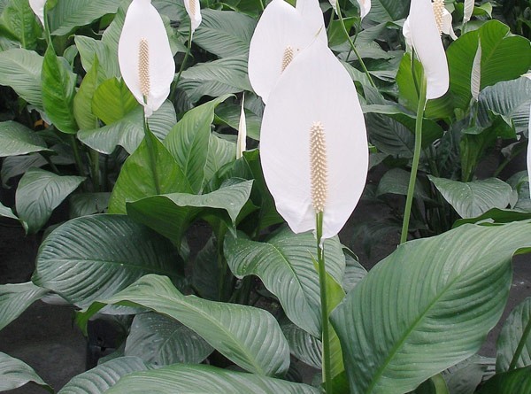 Không phải ngẫu nhiên 10 nhà khá giả thì 9 nhà đặt cây ở phòng khách: 5 loại cây mang tới vượng khí, tốt cho sức khỏe- Ảnh 4.