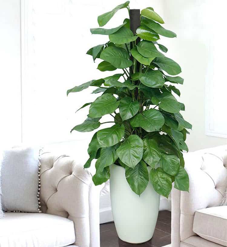 Không phải ngẫu nhiên 10 nhà khá giả thì 9 nhà đặt cây ở phòng khách: 5 loại cây mang tới vượng khí, tốt cho sức khỏe- Ảnh 2.