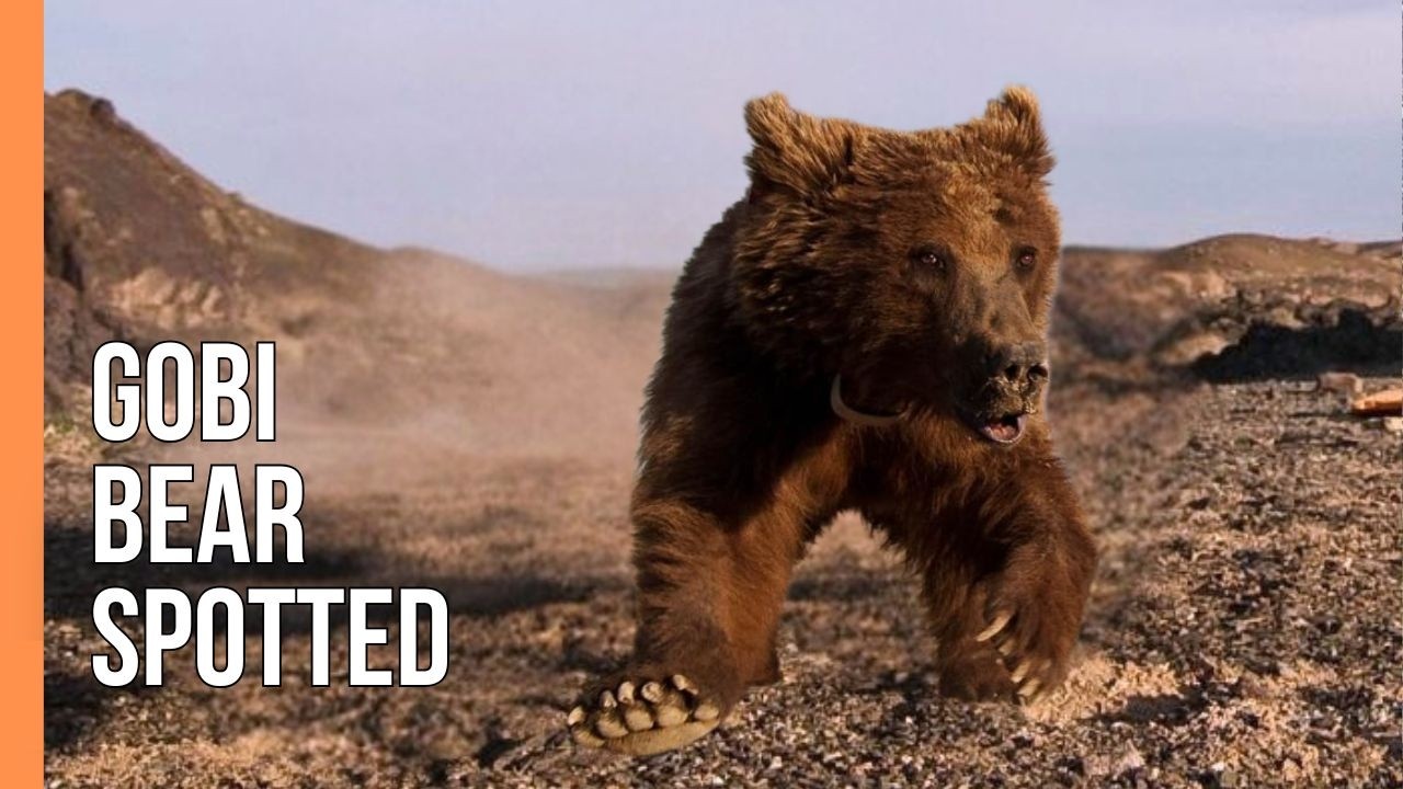 Hiếm hơn cả gấu trúc: "Bóng ma sa mạc" chỉ còn chưa đầy 50 cá thể và bên bờ vực tuyệt chủng - Ảnh 1.