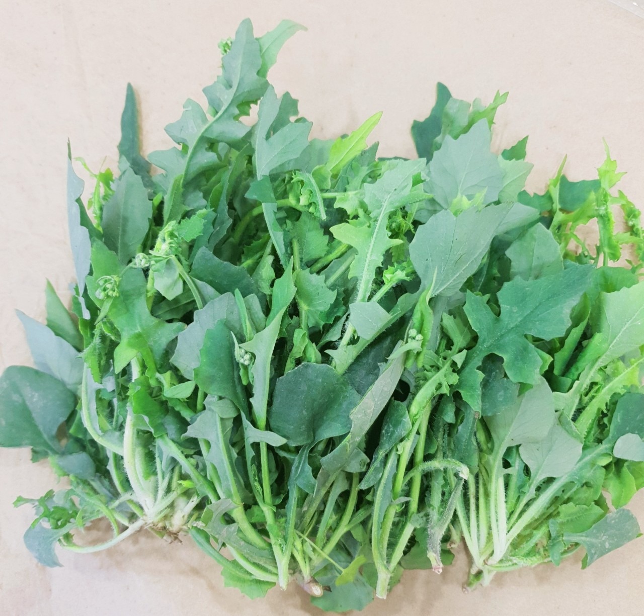 Loại rau dại xưa cho lợn ăn, nay thành đặc sản: Bổ như thuốc quý, có tiền chưa chắc mua được- Ảnh 1. Loại rau dại xưa cho lợn ăn, nay thành đặc sản: Bổ như thuốc quý, có tiền chưa chắc mua được- Ảnh 1.