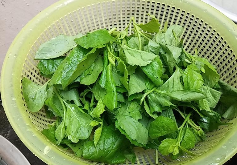 Loại rau dại xưa cho lợn ăn, nay thành đặc sản: Bổ như thuốc quý, có tiền chưa chắc mua được- Ảnh 2. Loại rau dại xưa cho lợn ăn, nay thành đặc sản: Bổ như thuốc quý, có tiền chưa chắc mua được- Ảnh 2.