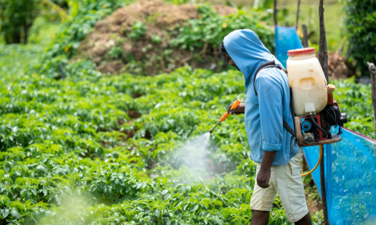 12 loại rau quả ngậm nhiều độc tố nhất năm 2025 được công bố, 2 cái tên quen thuộc lần đầu xuất hiện gây lo ngại- Ảnh 1.