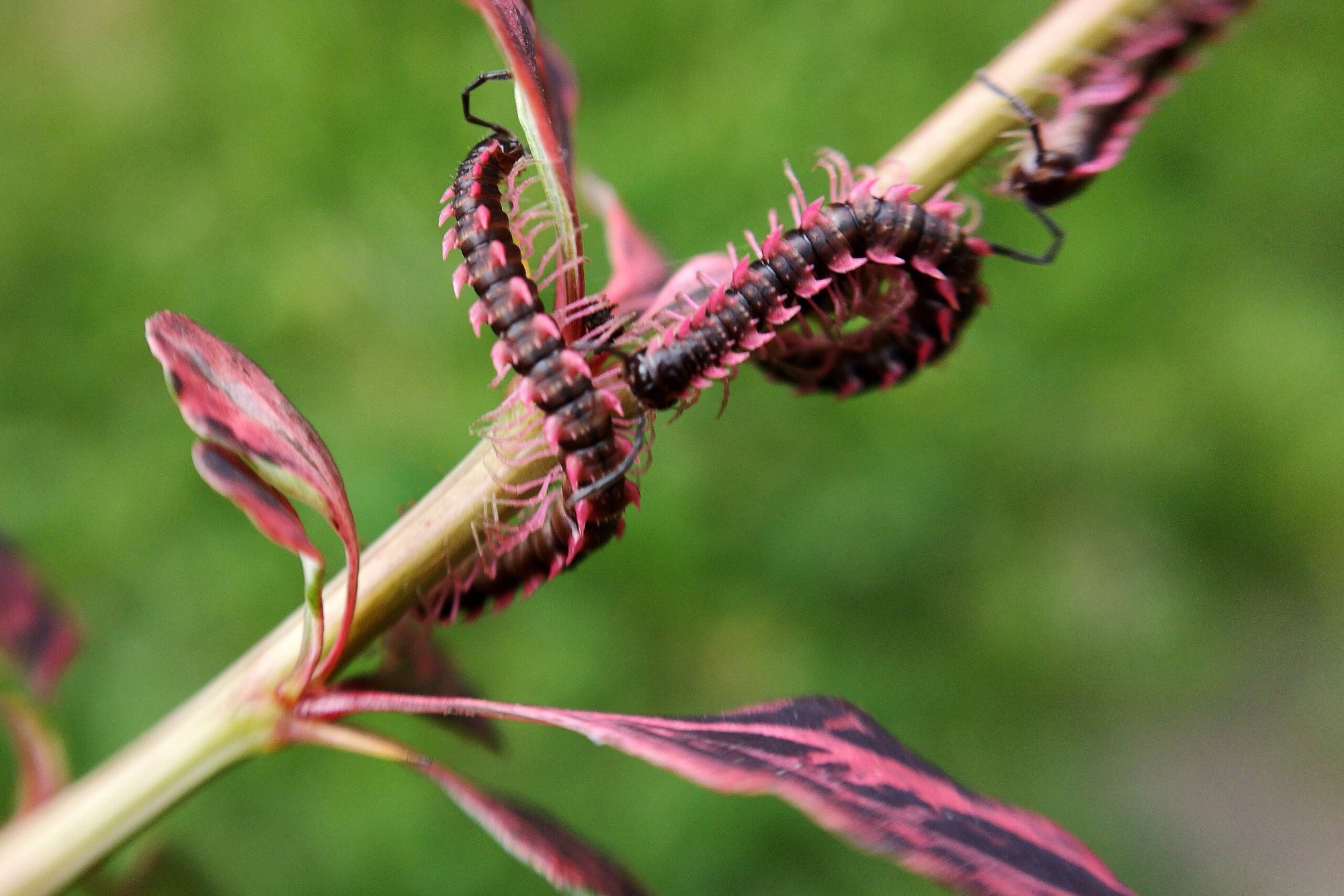 Phát hiện loài sinh vật hiếm chỉ xuất hiện vài ngày mỗi năm, du khách nối đuôi nhau đến tận nơi xem - Ảnh 4.