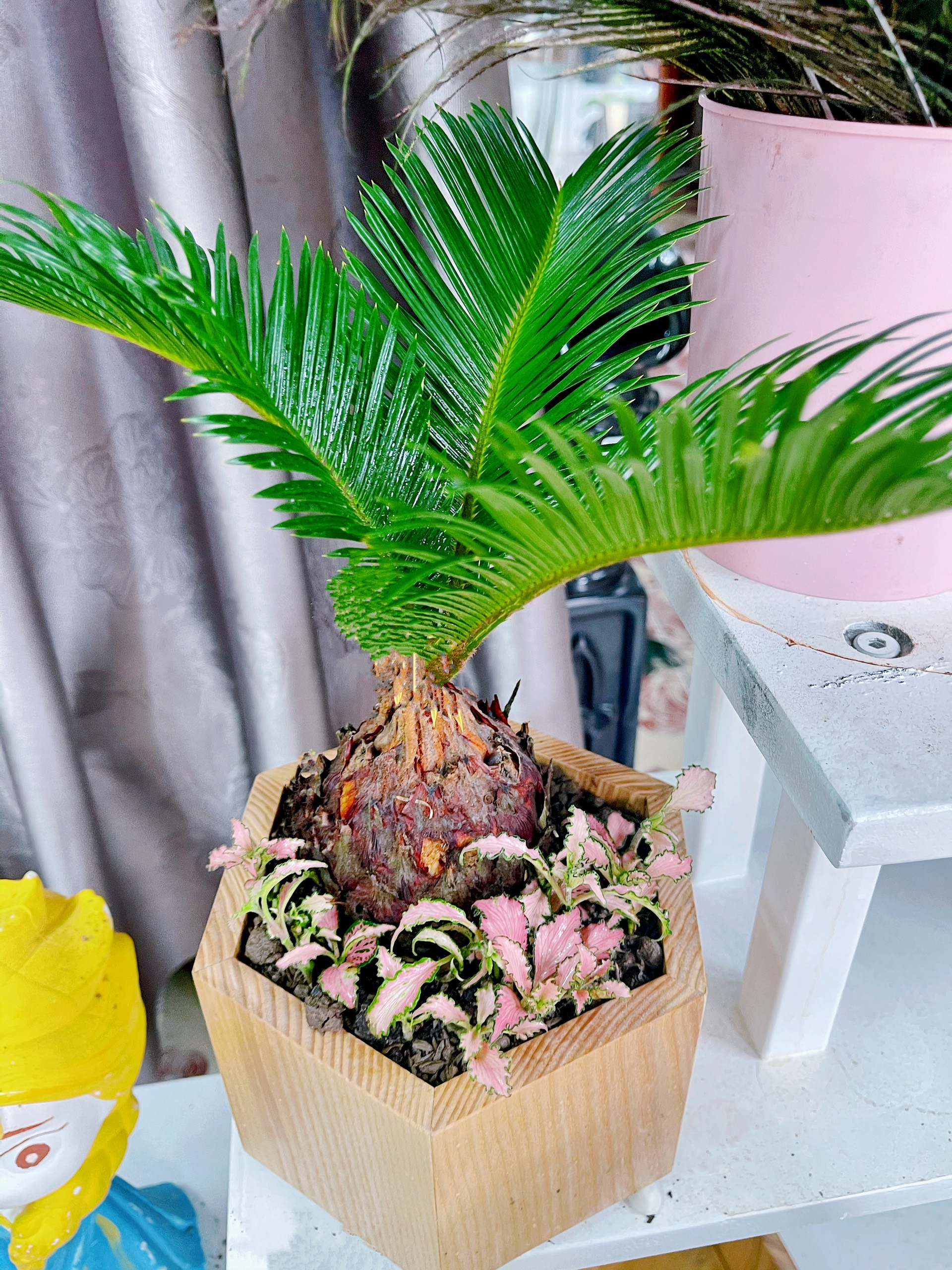 Không phải kim tiền, đây mới là 4 loại cây mà người giàu thích đặt ngay trong phòng khách: Vừa đẹp sang, vừa may mắn- Ảnh 2. Không phải kim tiền, đây mới là 4 loại cây mà người giàu thích đặt ngay trong phòng khách: Vừa đẹp sang, vừa may mắn- Ảnh 2.