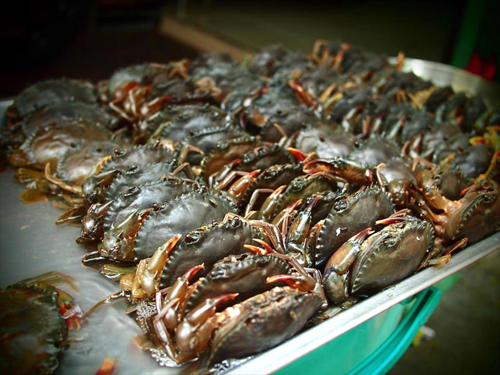 Kho báu dưới nước của Việt Nam 'bơi' sang Mỹ, Nhật Bản siêu đắt hàng: xuất khẩu tăng khủng hơn 600%, chất lượng vượt trội hàng đầu thế giới - Ảnh 1.