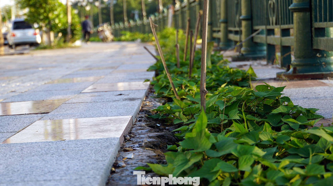 Lãnh đạo TP Hải Phòng ra 'tối hậu thư', gấp rút thi công dự án cải tạo bờ sông Tam Bạc- Ảnh 19.