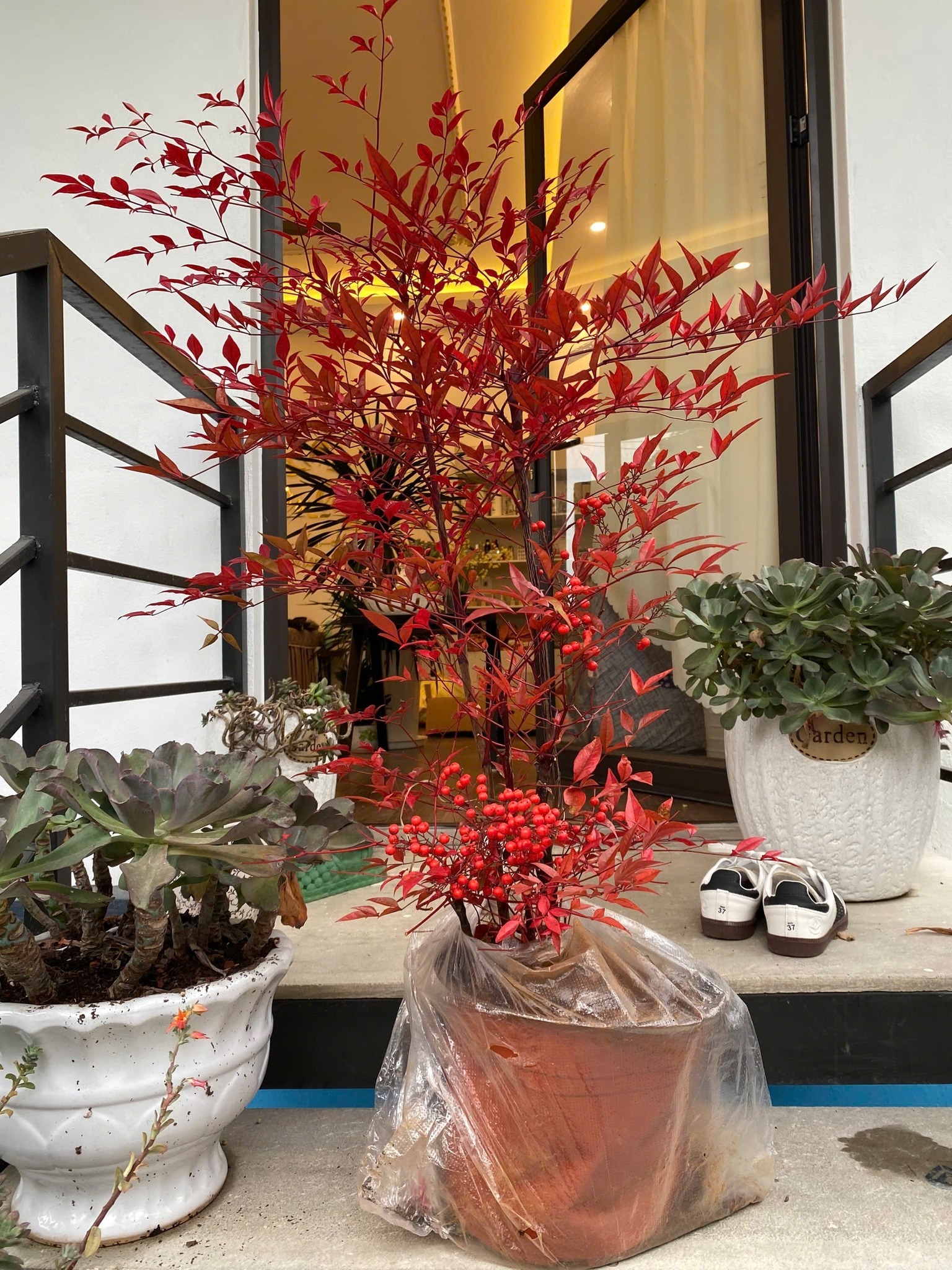 Loài cây phong thủy lúc xanh lúc đỏ: Trồng một chậu trong nhà, may mắn tự ghé cửa- Ảnh 2. Loài cây phong thủy lúc xanh lúc đỏ: Trồng một chậu trong nhà, may mắn tự ghé cửa- Ảnh 2.