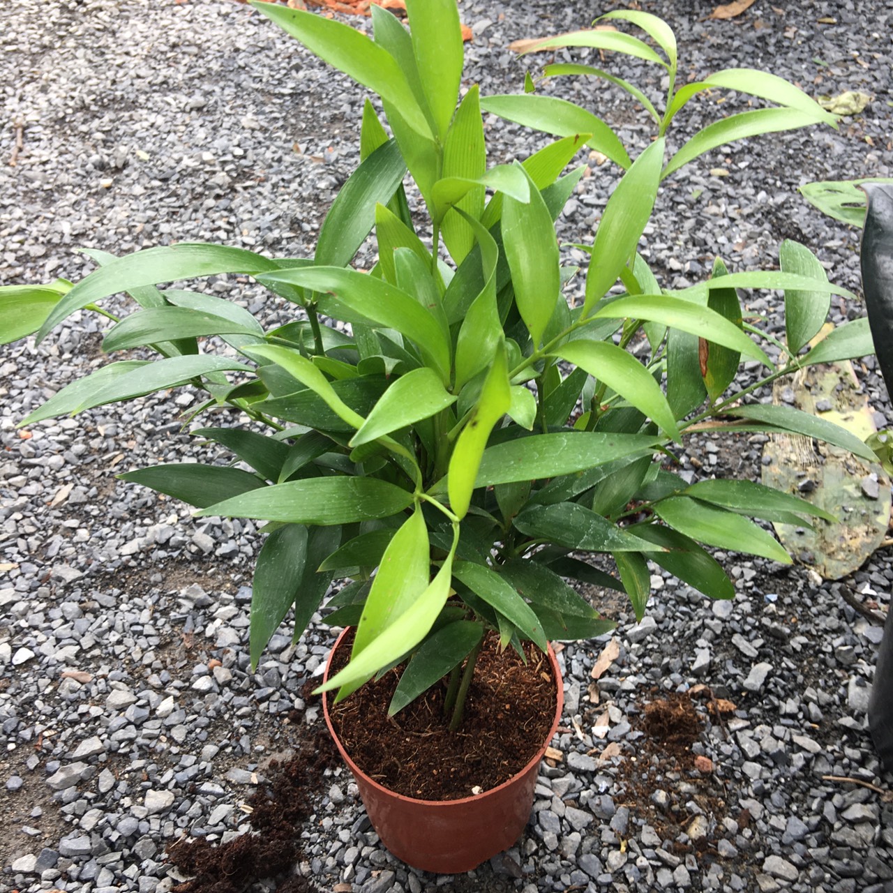 Loại cây “giữ tiền", mang lại bình an: Nhiều nhà trồng mà không biết nó có tác dụng giải độc- Ảnh 1.