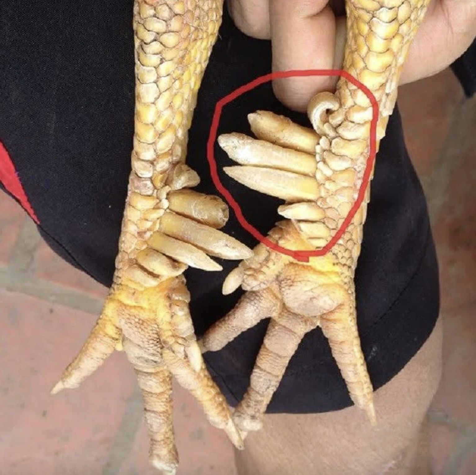 Một loài vật trong truyền thuyết Việt Nam có thật ngoài đời, nay thành đặc sản đắt đỏ- Ảnh 2.