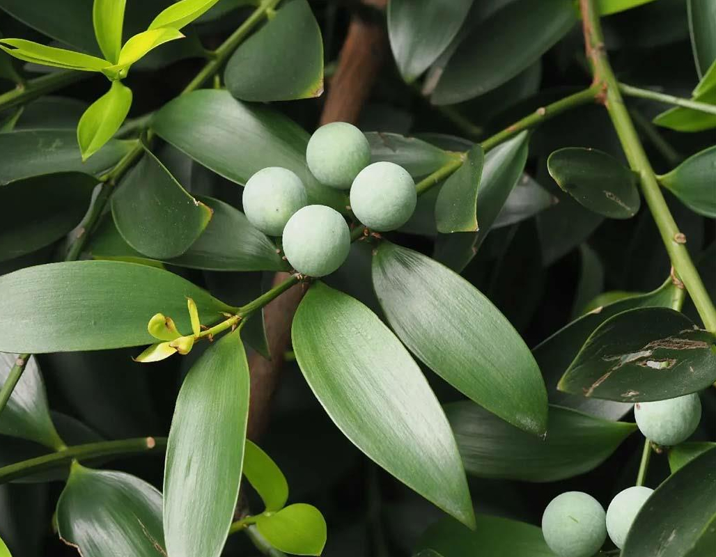 Loại cây “giữ tiền", mang lại bình an: Nhiều nhà trồng mà không biết nó có tác dụng giải độc- Ảnh 2.