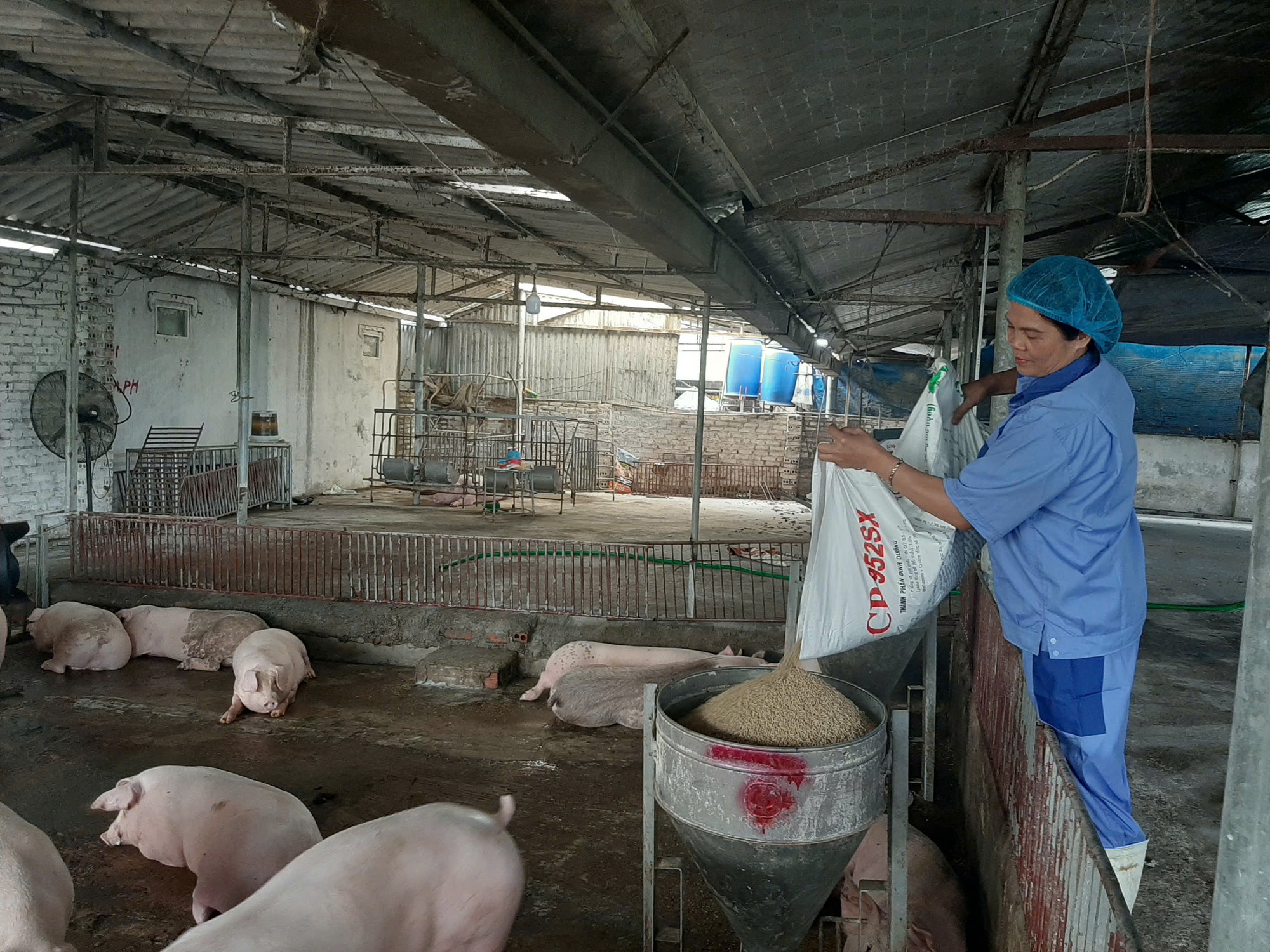 Giá heo hơi tăng vọt cận Tết , dự báo tiếp tục gia tăng mạnh mẽ - Ảnh 1. Giá heo hơi tăng vọt cận Tết , dự báo tiếp tục gia tăng mạnh mẽ - Ảnh 1.